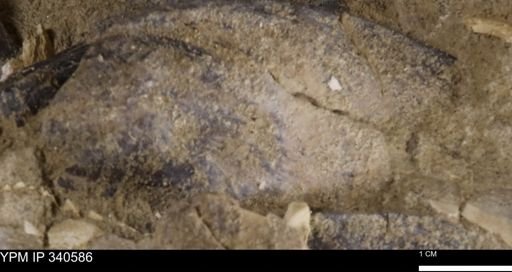 Ostrea glabra