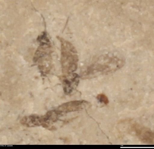 undet. Insecta