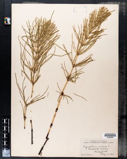 Equisetum arvense