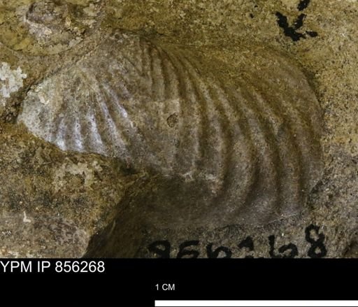 Goniomya sp.