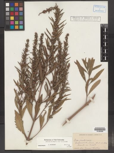Iva frutescens