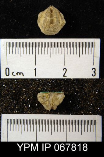 Atrypina imbricata