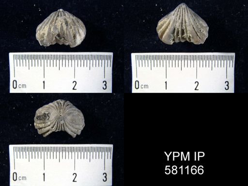 Camarotoechia?