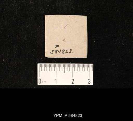 undet. Insecta
