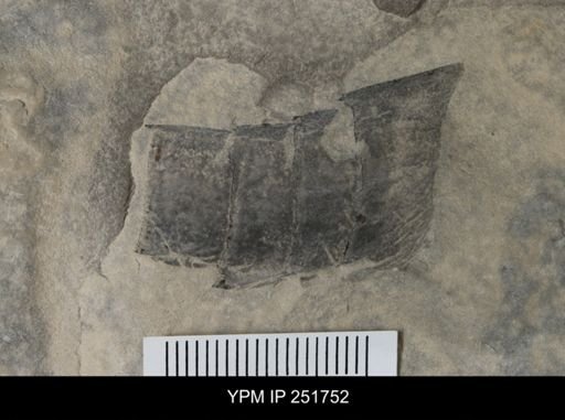 undet. Eurypterida