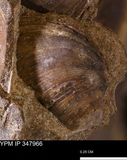 Limopsis striatopunctatus