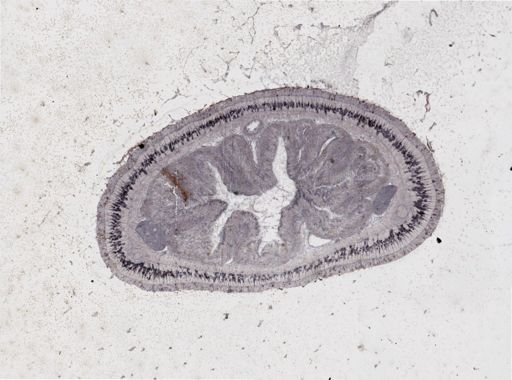 Lineus viridis