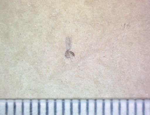 Diptera?