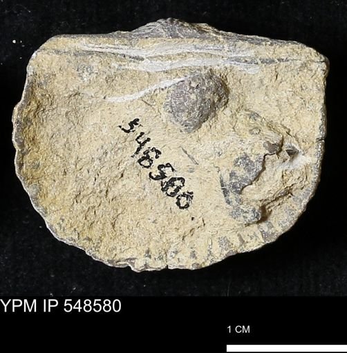 Stropheodonta inflexa?