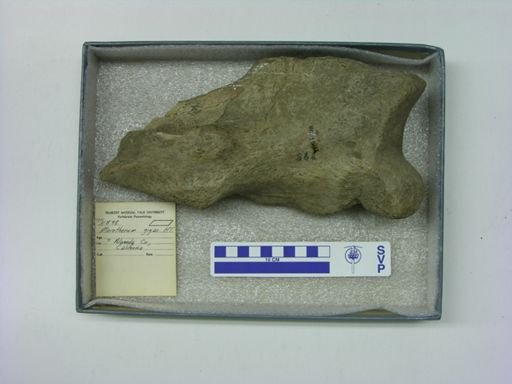 Morotherium gigas
