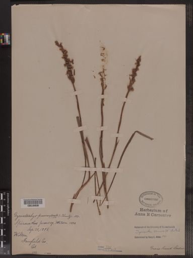 Spiranthes cernua
