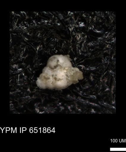 undet. Heterohelicidae