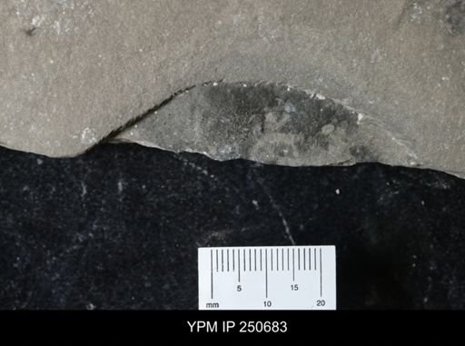 Eurypterus sp.