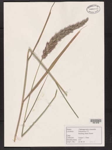 Calamagrostis cinnoides