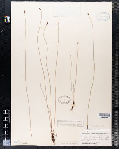 Eleocharis calva