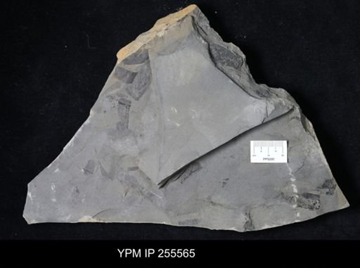 Eurypterida