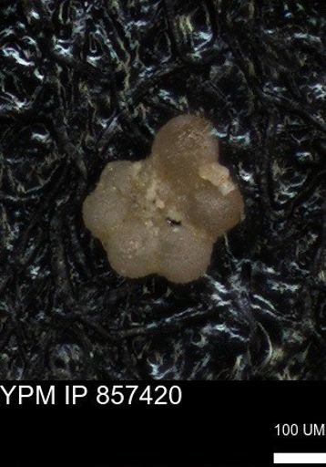 undet. Foraminiferida