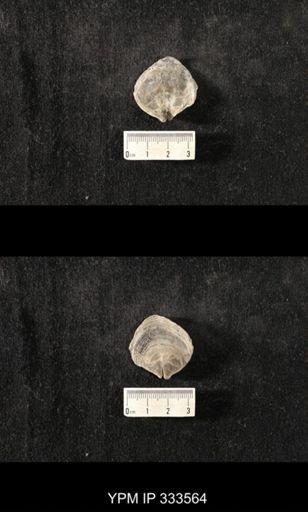 Athyris spiriferoides?