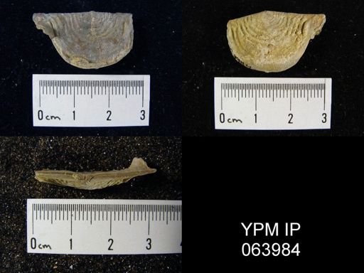 Leptaena tennesseensis