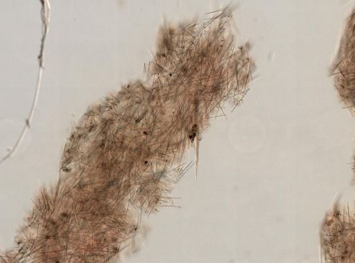 Mycale microsigmatosa