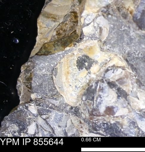 undet. Teredinidae