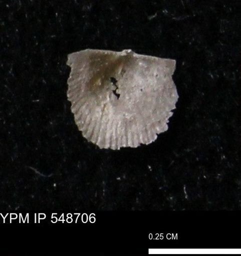 Stropheodonta perplana
