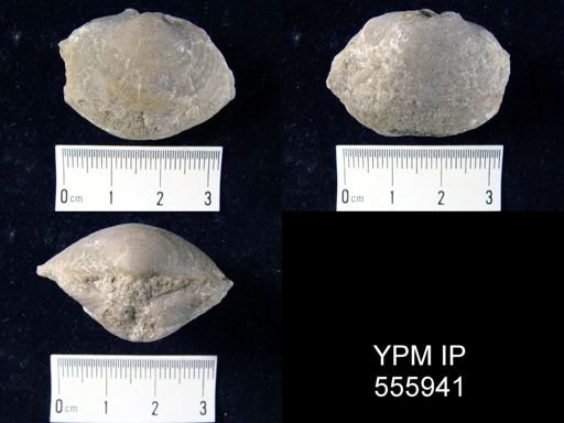 Reticularia sp.