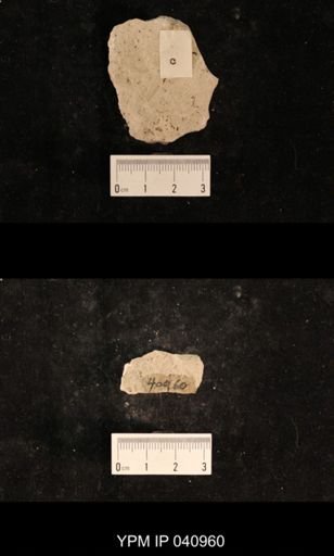 Lecorium elongatum