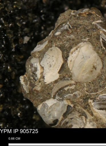 Corbulamella sp.