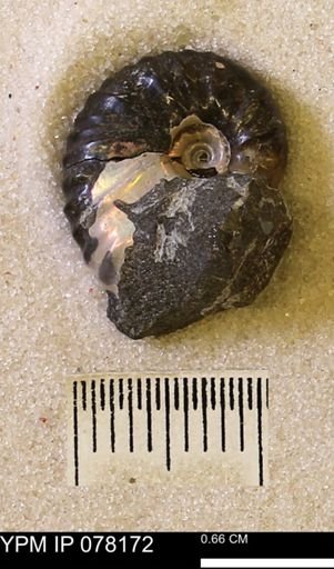 Hoploscaphites nicolletii