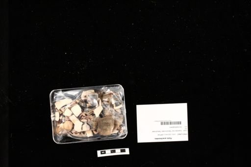 Pyxis arachnoides