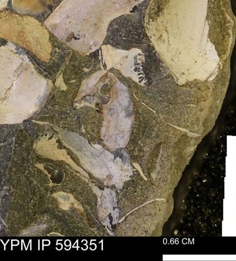 undet. Bivalvia