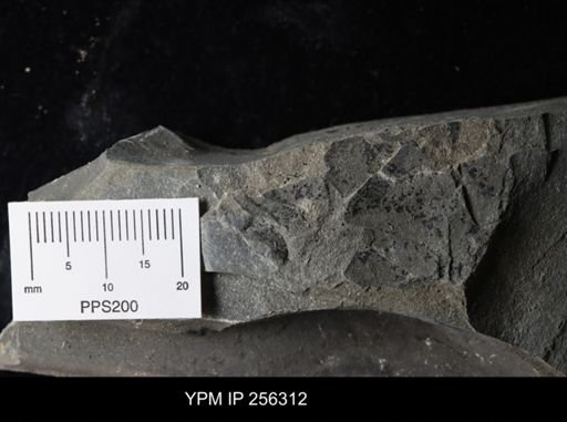 Eurypterida