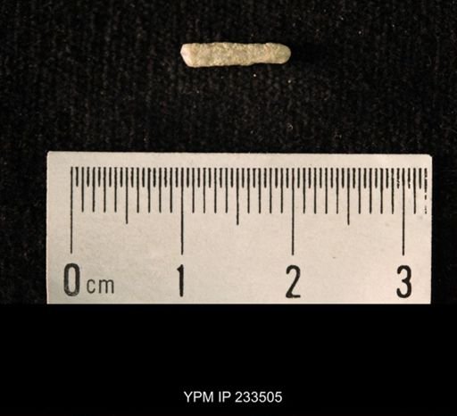 Archaeocidaris sp.