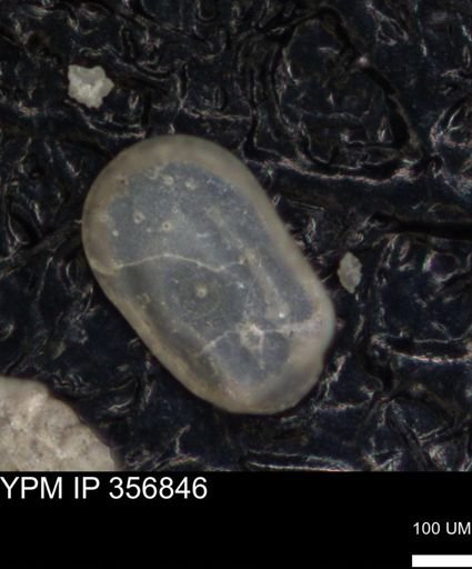 undet. Ostracoda