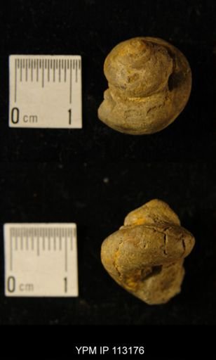 Pleurotomaria viator