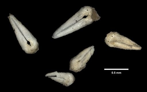 Allasterias forficulosa