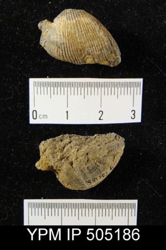 Productus cora?