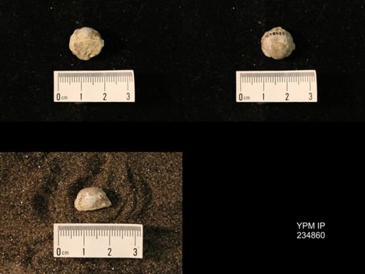 Marginifera fragilis