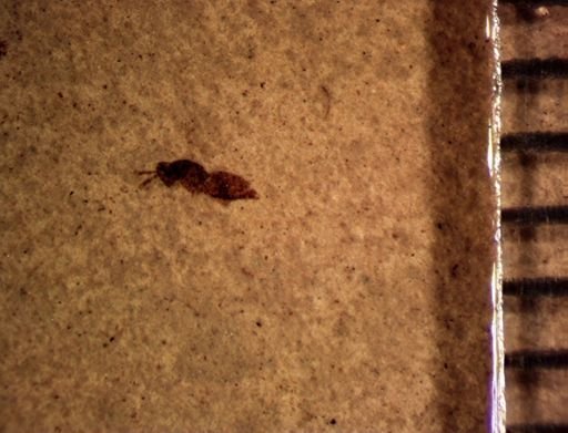 undet. Hymenoptera
