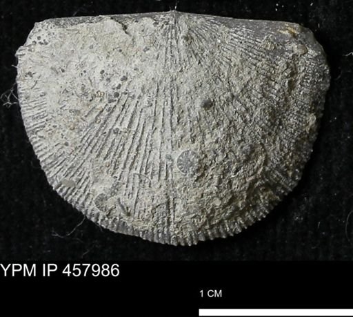 Strophodonta sp.