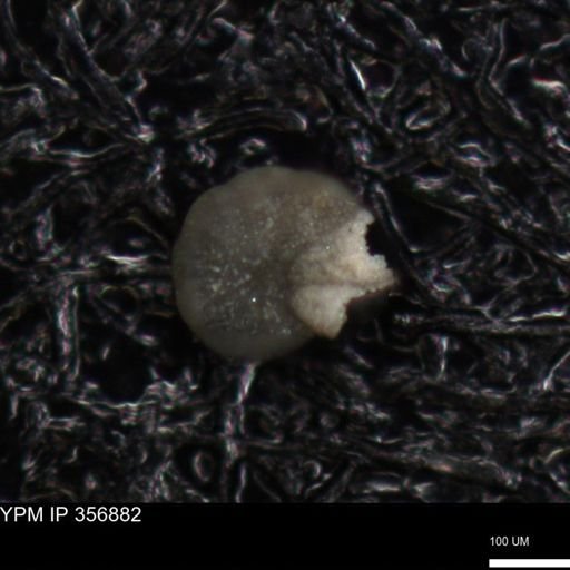 undet. Foraminiferida