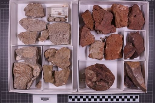 mixed taxa, stratigraphic collection