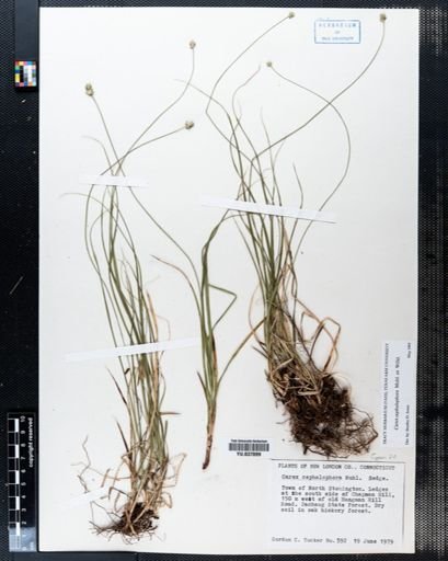 Carex cephalophora