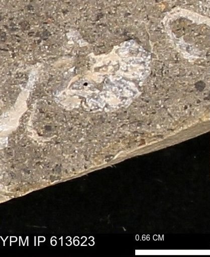 Scaphites sp.