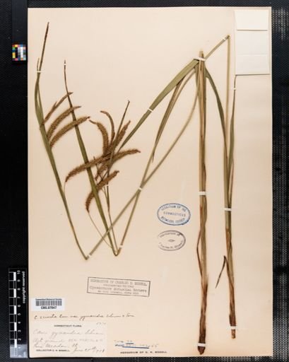 Carex gynandra