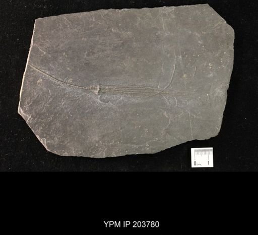 Calycanthocrinus decadactylus
