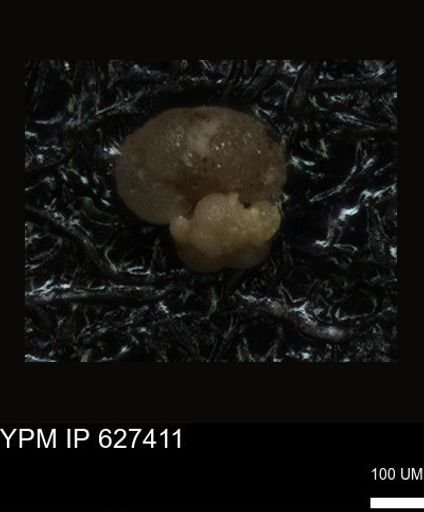 undet. Foraminiferida