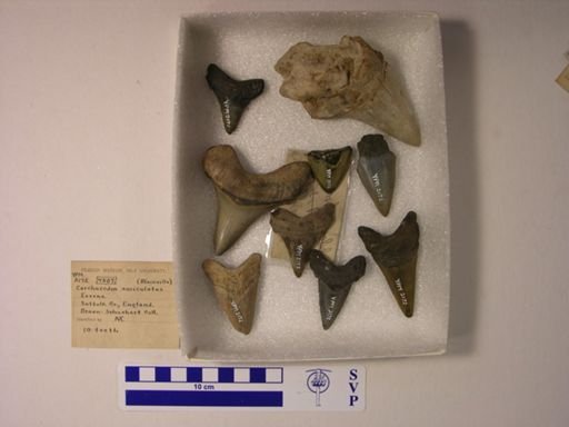 Carcharocles auriculatus