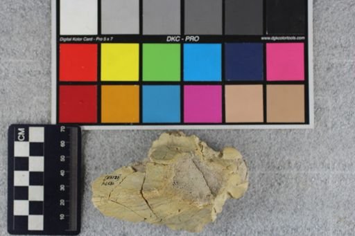 Merycoidodon culbertsoni